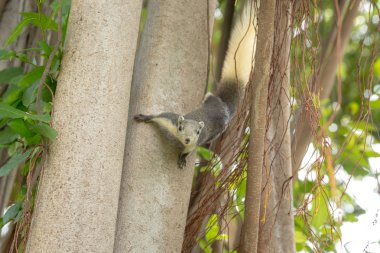 Güzel gün ışığına genel Park