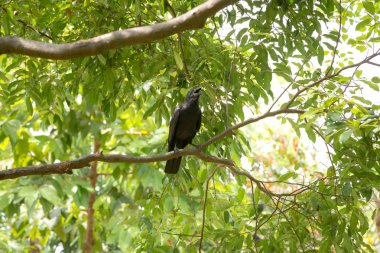 Güzel gün ışığına genel Park