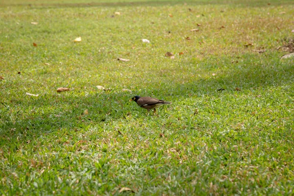 Hermosa luz de la mañana en el parque público —  Fotos de Stock