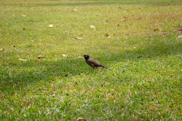 Hermosa luz de la mañana en el parque público —  Fotos de Stock