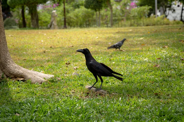 Bella luce del mattino nel parco pubblico — Foto Stock