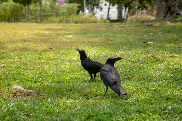 Güzel gün ışığına genel Park — Stok fotoğraf