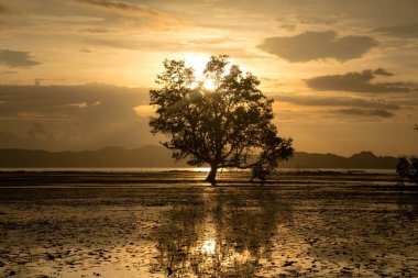 Gün batımı sahne zaman düşük gelgit zaman çerçeve Mangrove Orman ile bir