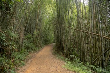 Tayland Milli Parkında Bambu orman.