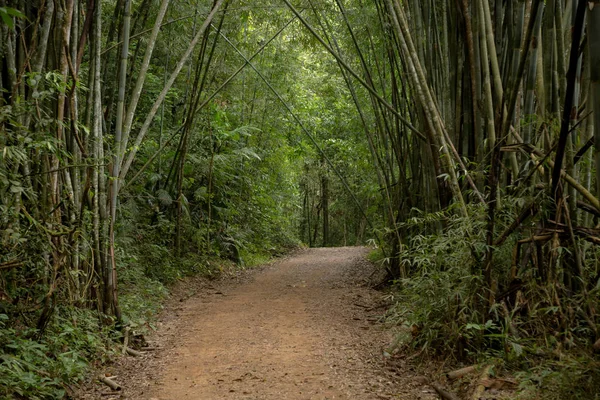 Bosque de bambú en el parque nacional de Tailandia . — Foto de Stock