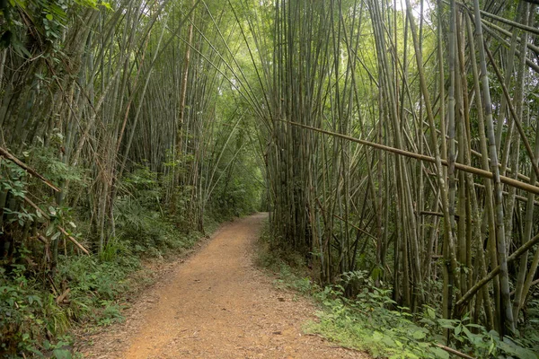 Bosque de bambú en el parque nacional de Tailandia . — Foto de Stock