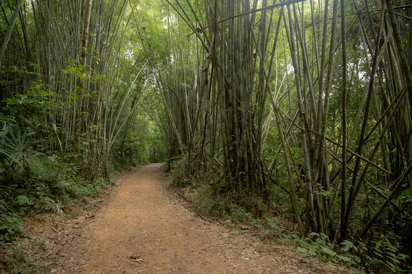 Bosque de bambú en el parque nacional de Tailandia . —  Fotos de Stock