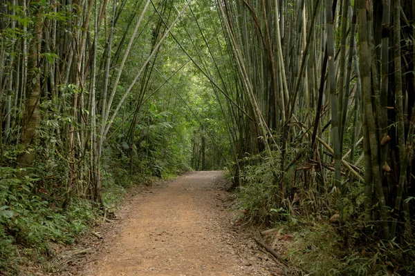 Floresta de bambu no parque nacional da Tailândia . — Fotografia de Stock