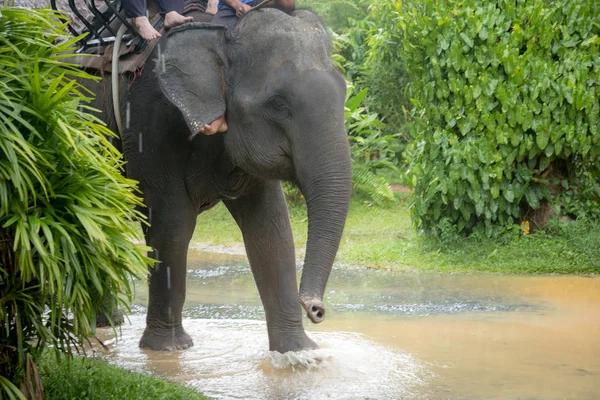 Тяжелая работа тайских слонов, грустные глаза . — стоковое фото