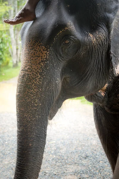 A kemény munka a thai elefántok, szomorú szeme. — Stock Fotó