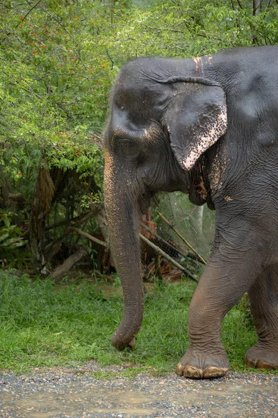 Тяжелая работа тайских слонов, грустные глаза . — стоковое фото