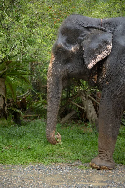 Η σκληρή δουλειά των ταϊλανδών ελεφάντων, θλιμμένα μάτια. — Φωτογραφία Αρχείου