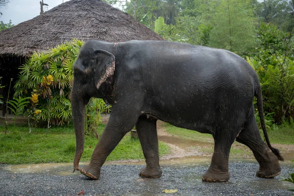 A kemény munka a thai elefántok, szomorú szeme. — Stock Fotó