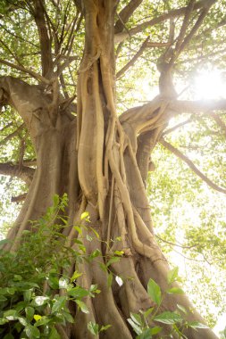 Eski güzel Tay tapınak wat Mahathat, Ayutthaya Historical Park, Ayutthaya, Tayland