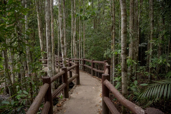 Szmaragdowego basenu, Park Narodowy Yosemite, Krabi, Tajlandia, drewniana ścieżka koryta jungle Las — Zdjęcie stockowe