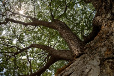 Tree Roots, Sukhothai tarihi Parkı, Tayland