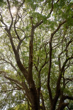 Tree Roots, Sukhothai tarihi Parkı, Tayland