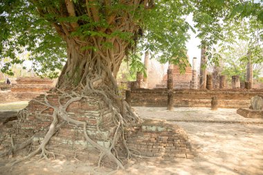Tree Roots, Sukhothai tarihi Parkı, Tayland