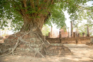 Tree Roots, Sukhothai tarihi Parkı, Tayland