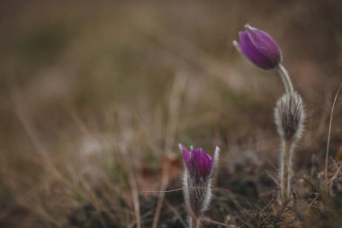 Primrose. Nadir bitki, dağlarda vahşi çiçekler