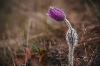 Primrose. Nadir bitki, dağlarda vahşi çiçekler