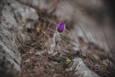 Primrose. Nadir bitki, dağlarda vahşi çiçekler