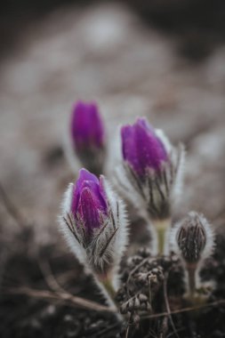 Primrose. Nadir bitki, dağlarda vahşi çiçekler