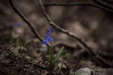 İlk Bahar Mart çiçek leylak mavi pasque-çiçek ihale