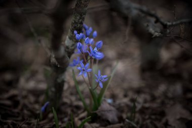 İlk Bahar Mart çiçek leylak mavi pasque-çiçek ihale
