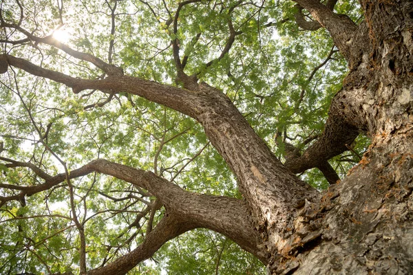 Tree Roots, Sukhothai tarihi Parkı, Tayland