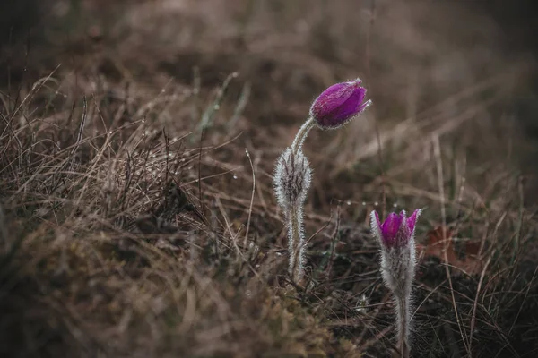 Primrose. Pianta rara, fiori selvatici in montagna — Foto Stock