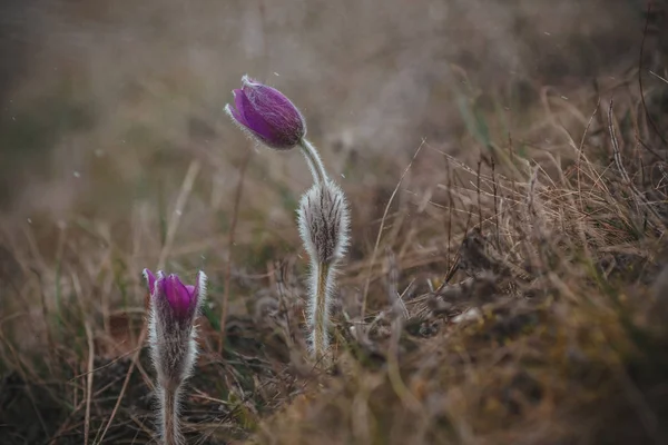 Primrose. Rzadkie rośliny, dzikie kwiaty w górach — Zdjęcie stockowe