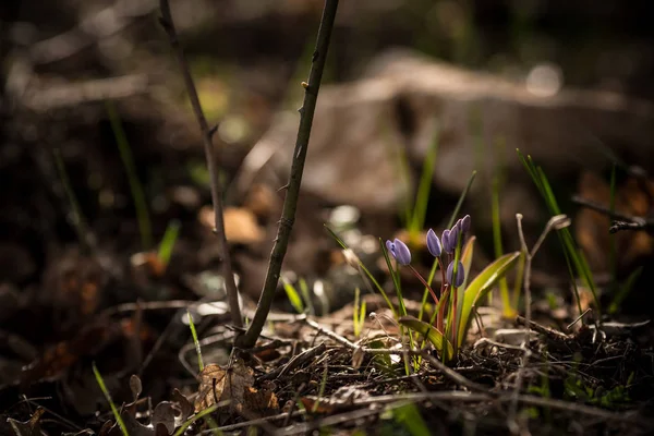 Anbudsförfarande första våren mars blommor lila blå Mill-blomma — Stockfoto