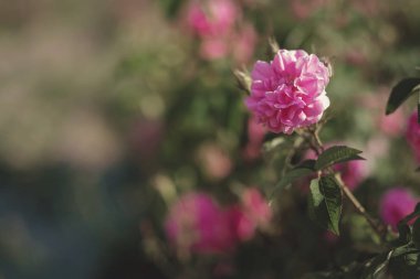 Gün batımı arka ışığı pembe gül bir Bush
