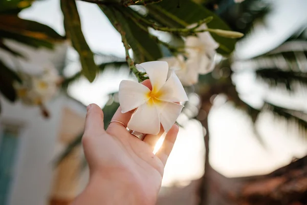 Primer plano de una mujer desconocida sosteniendo una fragante flor de Frangipani en la piscina — Foto de Stock