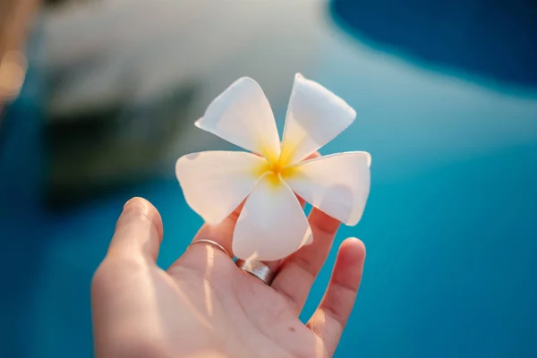 Gros plan d'une femme inconnue tenant une fleur de Frangipani parfumée dans la piscine — Photo