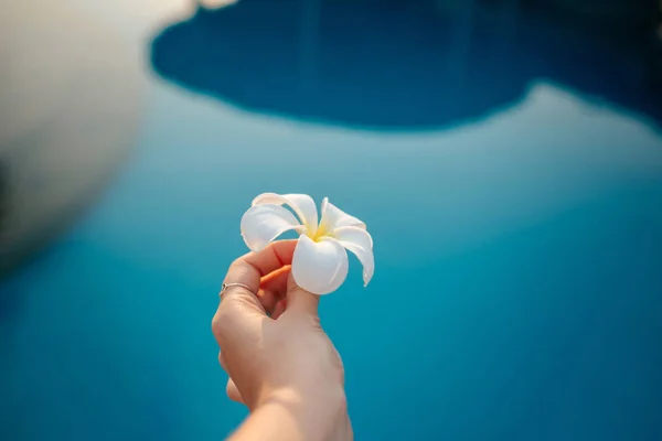 Primer plano de una mujer desconocida sosteniendo una fragante flor de Frangipani en la piscina — Foto de Stock