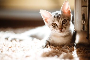 Meraklı gri kedicik. Evdeki küçük kedi. Küçük hayvan.