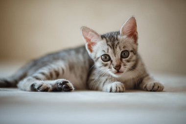 Bir aylık sevimli gümüş tabby kedi yavrusu