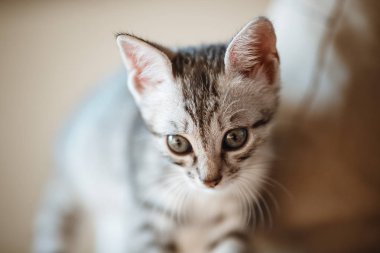 Bir aylık sevimli gümüş tabby kedi yavrusu