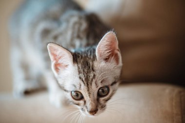 Bir aylık sevimli gümüş tabby kedi yavrusu