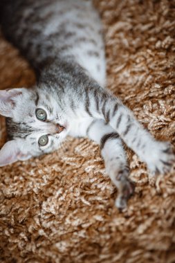 Meraklı gri kedicik. Evdeki küçük kedi. Küçük hayvan.