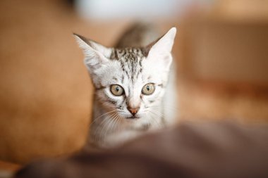 Karton kutu sevimli gri küçük kedi