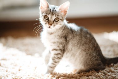 Evin arka planında güzel bir renge sahip kedi yatıyor.