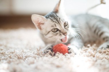 Evin arka planında güzel bir renge sahip kedi yatıyor.