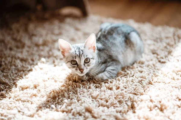 Nyfiken grå kattunge. Liten katt hemma. Litet husdjur — Stockfoto