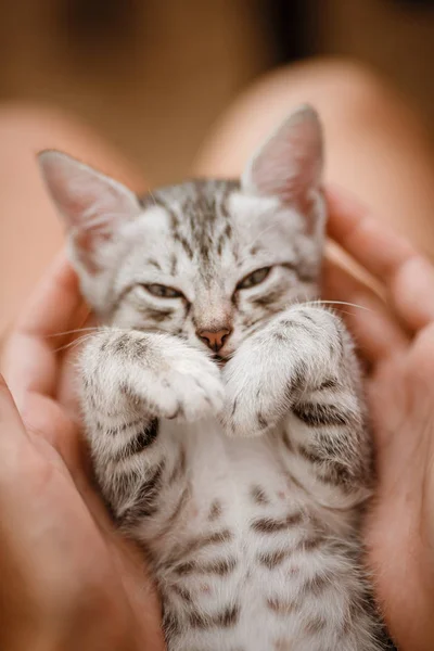 Liten söt hem grå randig kattunge i handen — Stockfoto