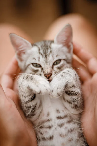 Pouco bonito casa cinza listrado gatinho na mão — Fotografia de Stock