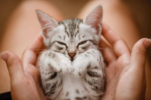 Elinde küçük sevimli ev gri çizgili kedi yavrusu — Stok fotoğraf