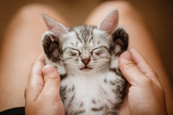 Little cute home gray striped kitten in hand — Stock Photo, Image